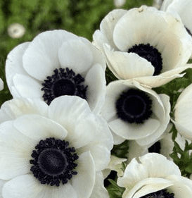 Anemone Flower By Case